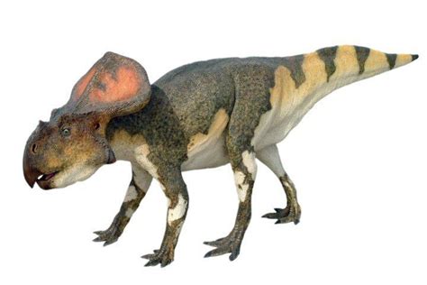 Protoceratops Social Behavior