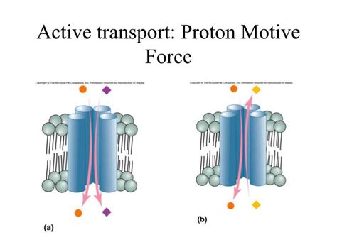 Unleashing the Power of ATP: A Fascinating Exploration into the Proton Motive Force