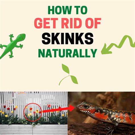 Proven Methods on How To Get Rid Of Skinks Humanely