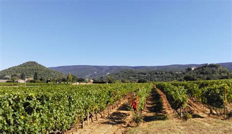 Provencal lunch vineyard