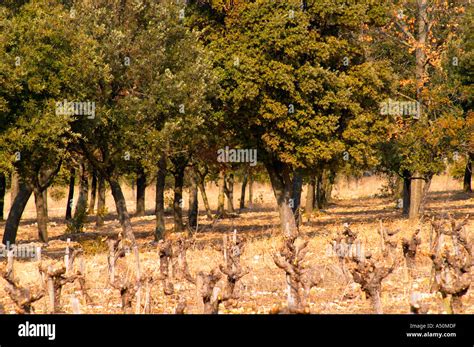 Provence Truffle Farm