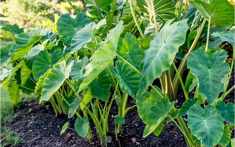 Providing The Right Conditions For Elephant Ear Plant