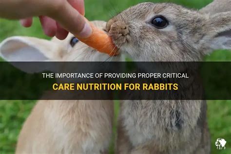 Providing Each Rabbit With Necessary Resources