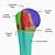 Proximal Humerus Anatomy