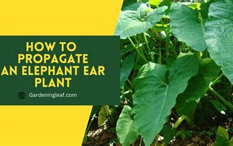 Pruning And Propagation Of Elephant Ear Plant