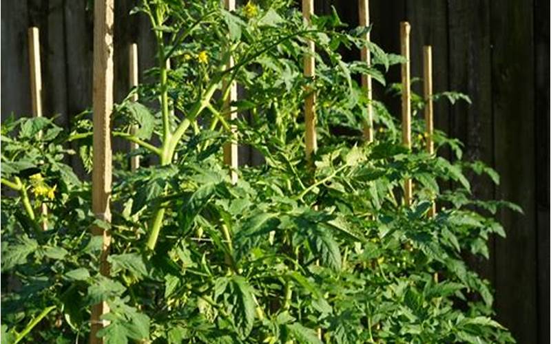 Pruning And Supporting Tomato Plants In Florida