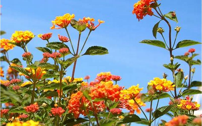 Pruning Lantana