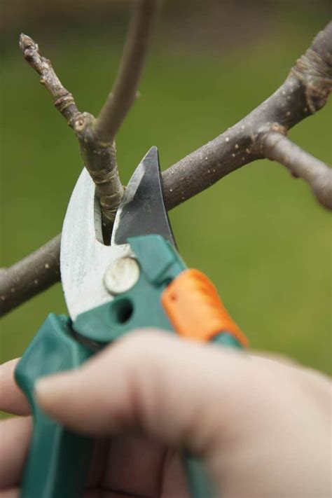 Pruning Techniques to Stimulate Growth and Combat Drooping