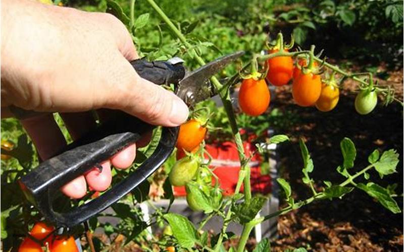 Pruning Tomatoes