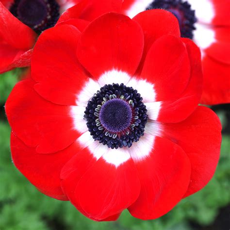 Pruning Red Anemone Flowers
