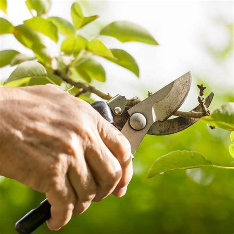 Pruning Techniques