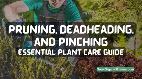 Pruning and Deadheading Tips