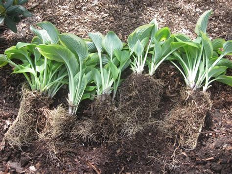 Pruning and Division Tips for Bigger Hostas