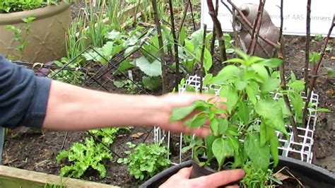 Pruning and Maintenance Practices to Stimulate Pepper Growth