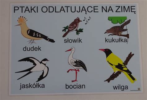 Ptaki Odlatujące Na Zimę Z Polski
