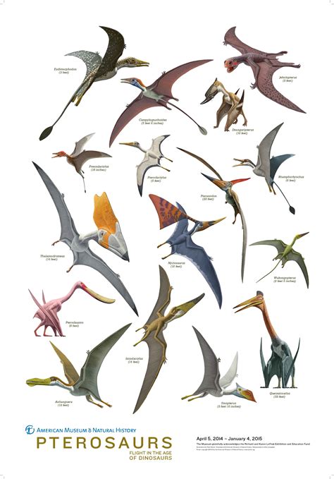 Pterosaurs