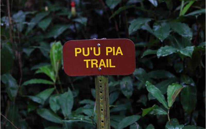 Summit of Pu’u Pia Trail: A Challenging but Rewarding Hike in Hawaii