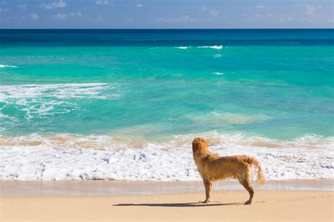 Public Domain Dogs On Beach Pictures