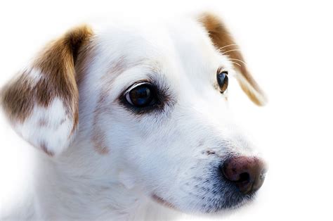 Public Domain Professional Dog