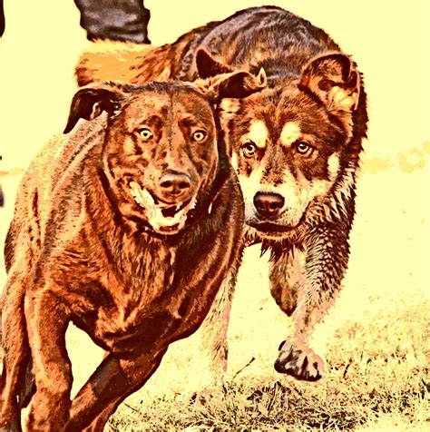 Public Domain Running Dogs Images