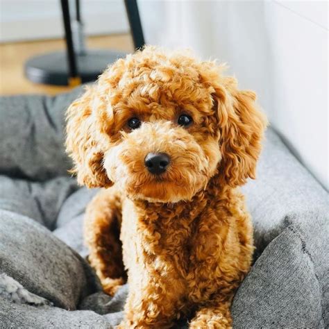 Pudel Teddyschnitt: A Cute And Unique Grooming Style For Your Poodle In
2023