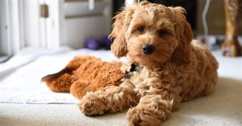 Cocker Spaniel Poodle Mix Cockapoo Shop for your Cause