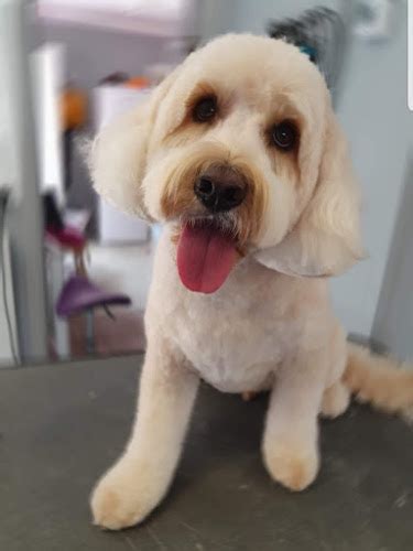 23+ Pudel Dog Grooming Hull l2sanpiero