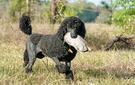 Pudel Jagdschur: A Guide To Understanding This Unique Breed