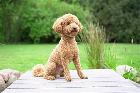 Pudel Teddyschnitt: A Cute And Unique Grooming Style For Your Poodle In
2023