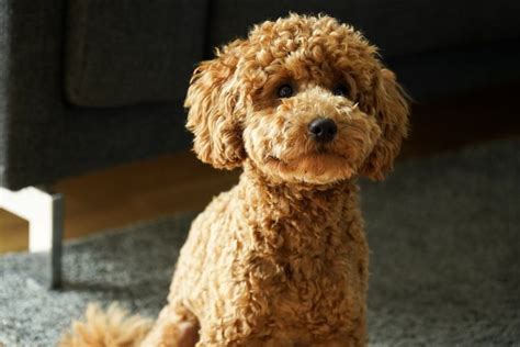 99+ Toy Pudel Teddyschnitt l2sanpiero