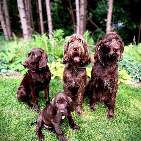 Pudelpointer Puppies For Sale Near Me / Gallery Foothill Kennel