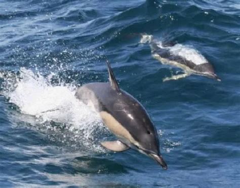 Avistamiento de ballenas y delfines en Puerto Colón