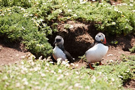 Puffin Behavior Habitat