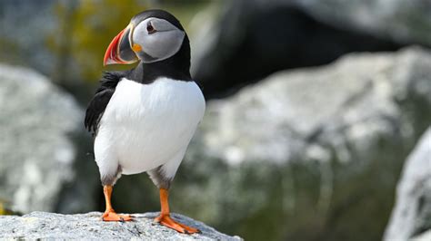 Puffin Island