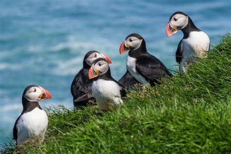 Puffin Island Iceland