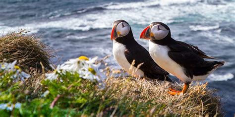 Puffin Watching Worth it