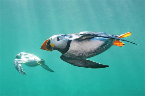 Puffins underwater