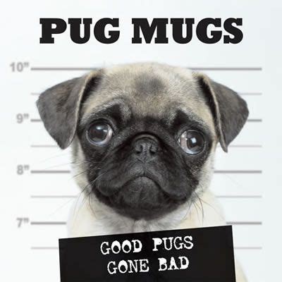 Pug Mug Shot