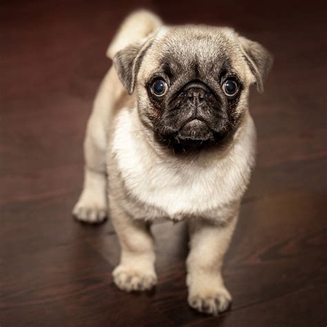 Pug Puppy Kopen