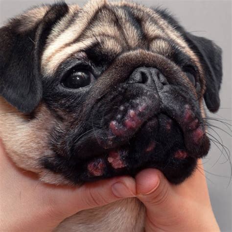 Unmasking the Perilous Pug Skin Infection: A Visual Exploration with Revealing Pictures
