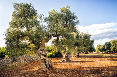 Puglia Olive Trees