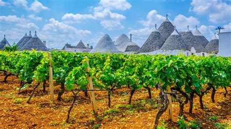 Puglia vineyards