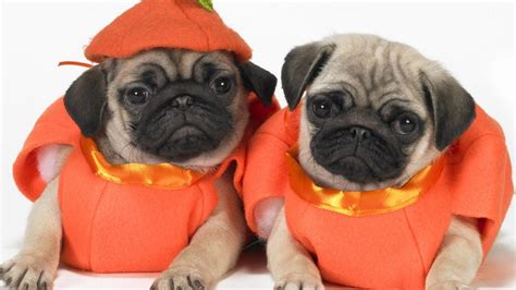 Pugs In Costumes Wallpaper