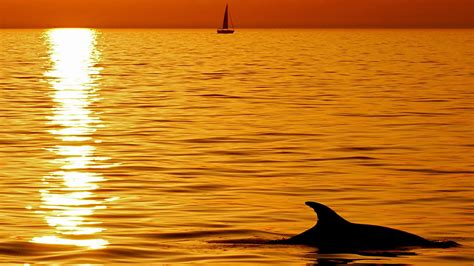 Pula Dolphin Watching