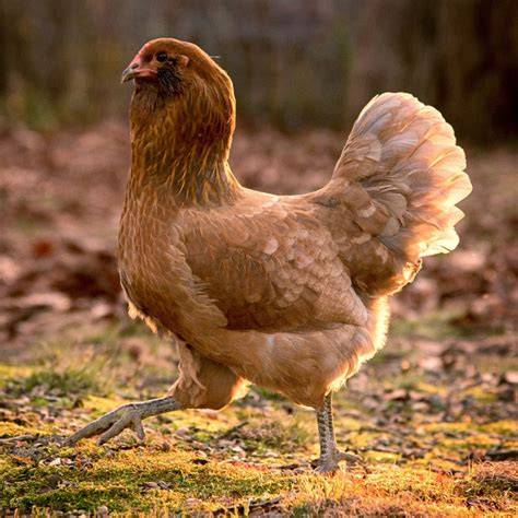 Pullet Easter Egger