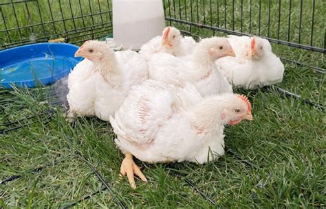 Pictures Of Ameraucana Pullets Ameraucana Colors. Ameraucana Alliance