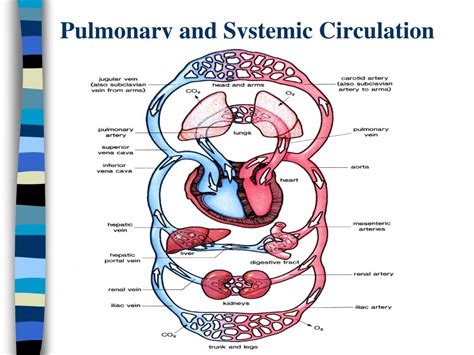 Pulmonary And Systemic Circulations Concept Map