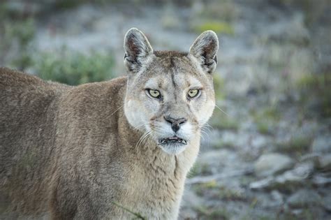 Puma Spotting Tips