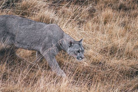 Puma Tracking Experience