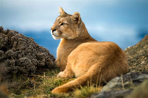 Puma Tracking Tour Planning